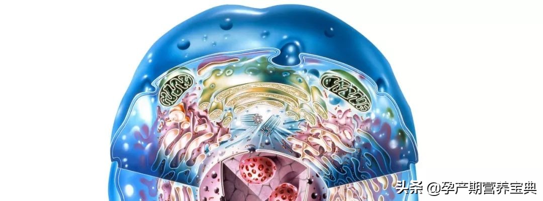 医学发展的大势所趋——营养治疗