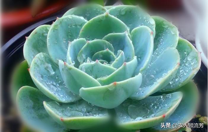 多肉植物玉蝶锦和富士有什么区别,多肉植物玉蝶的养殖方法与管理