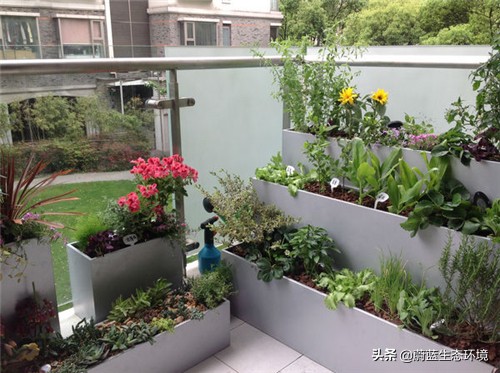 四月份适合在阳台上种植的蔬菜,阳台上种植营养液体蔬菜