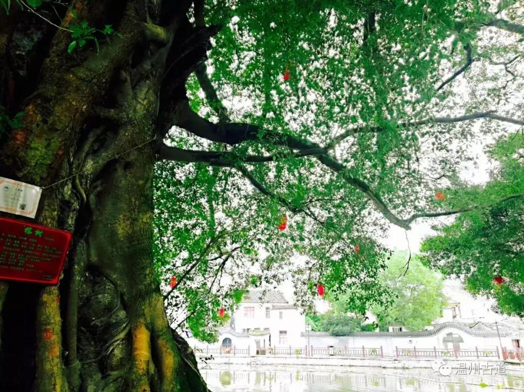 平阳鸣山古村落图片,千年古村平阳县鸣山村古城夜景