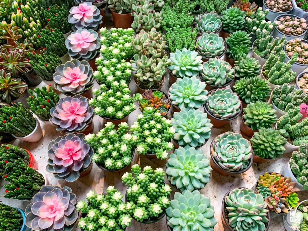 昆明鲜花进货渠道,昆明尚义花市