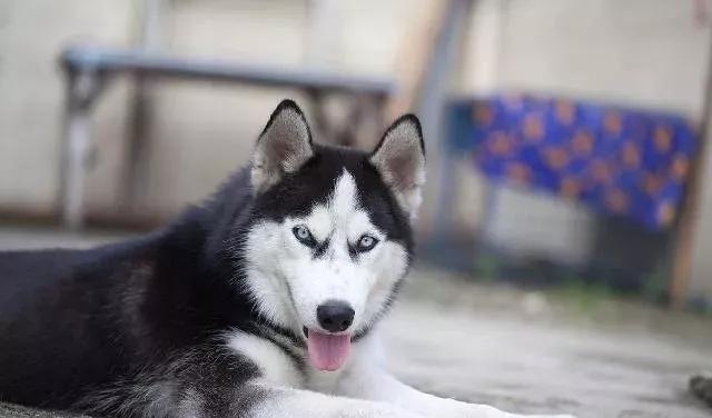 狗狗磨牙玩具玩不坏,狗狗磨牙玩具不伤牙