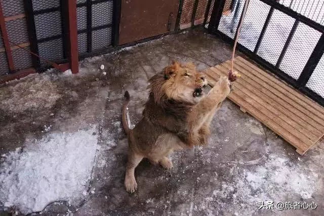 日本最危险的动物园进去视频,日本生死状动物园