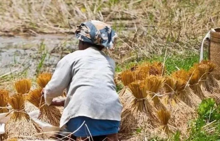 经营家庭农场的10个盈利模式,日本家庭农场经营模式