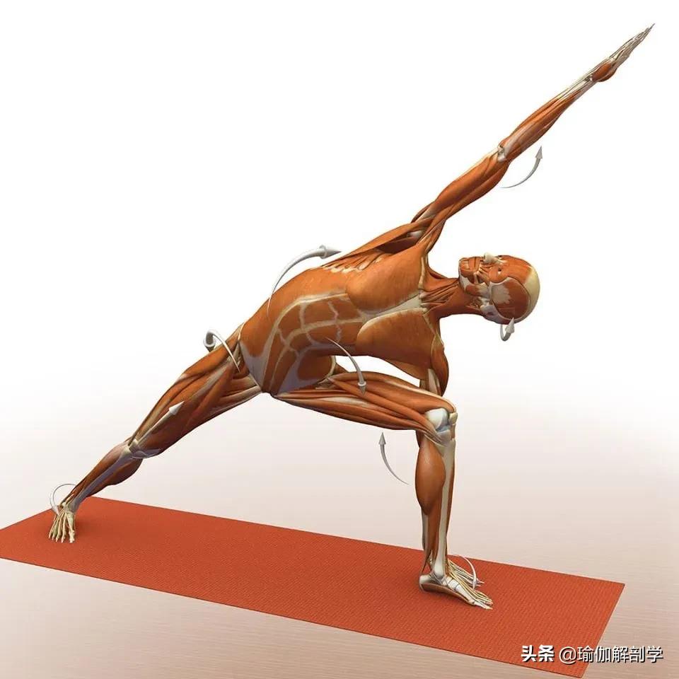 正位瑜伽哈他体式编排,精准正位60分钟瑜伽体式