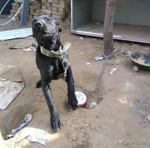 中国最优秀的5大狼犬,进入中国第一只黑色东德牧羊犬