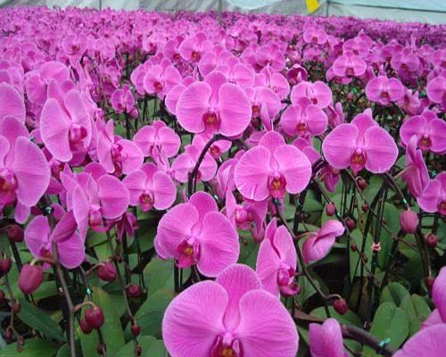 小学手工创作作品,爱手工爱生活创作