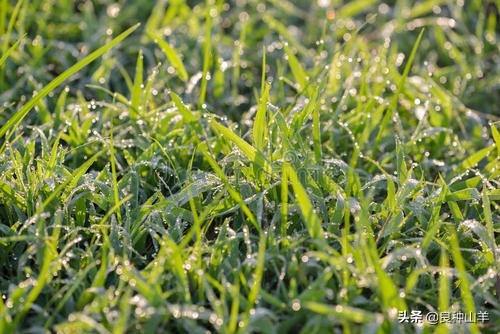养羊不能吃露水草吗,养羊不能养什么