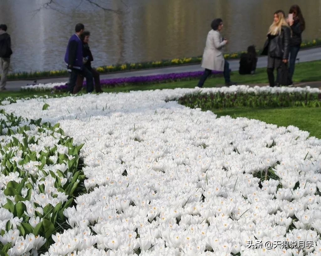 狼家球根怎么样,狼家球根上市了吗