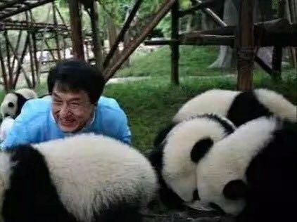 熊猫是不是可以以个人名义领养,在中国领养熊猫要什么条件