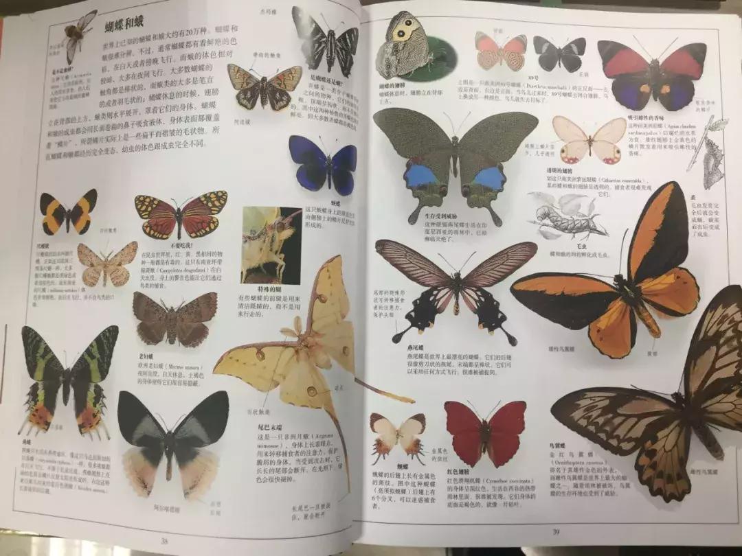 被封神的DK儿童科普书籍，到底哪些值得读？建议家长入手前看这篇