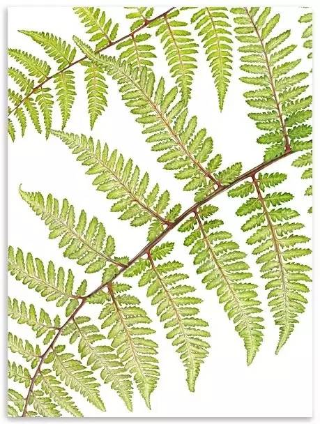 超写实绘画真实吗,超写实的植物绘画