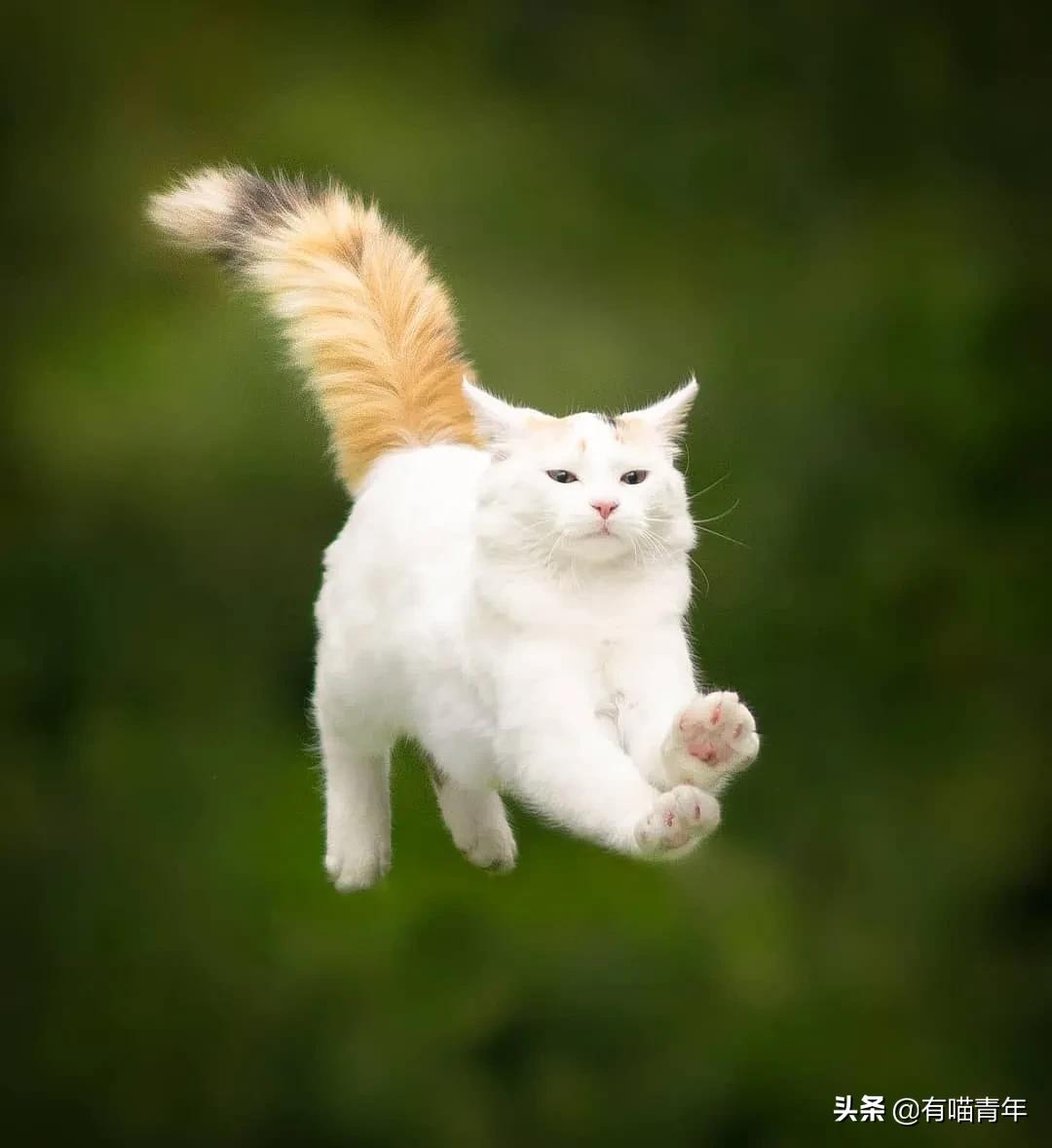 漂亮的三花猫欣赏,最迷人的三花猫