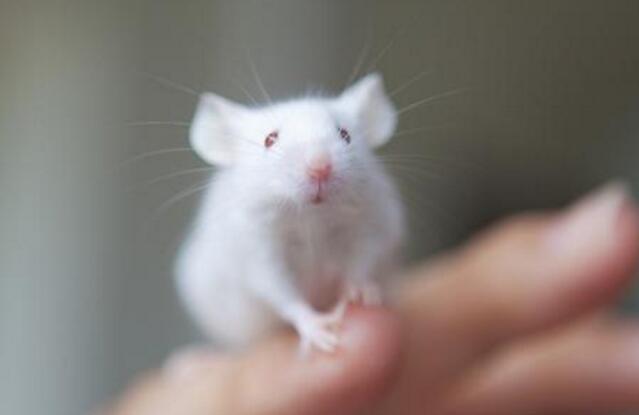 买新车5大避坑指南选车不再纠结,买车要尽量避开这4种车型