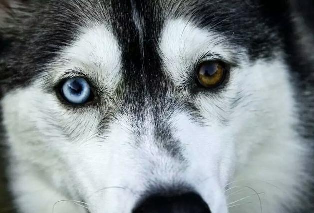 拆二代该有的样子,拆二代二哈