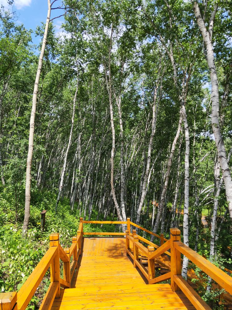 美丽的高岭塞罕坝,美丽的高岭朗诵