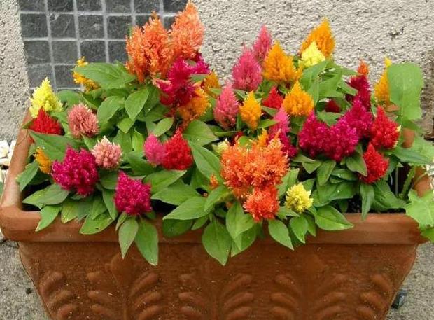 如何让盆栽花根越长越壮,往土里加点它,植物叶绿根壮开花早