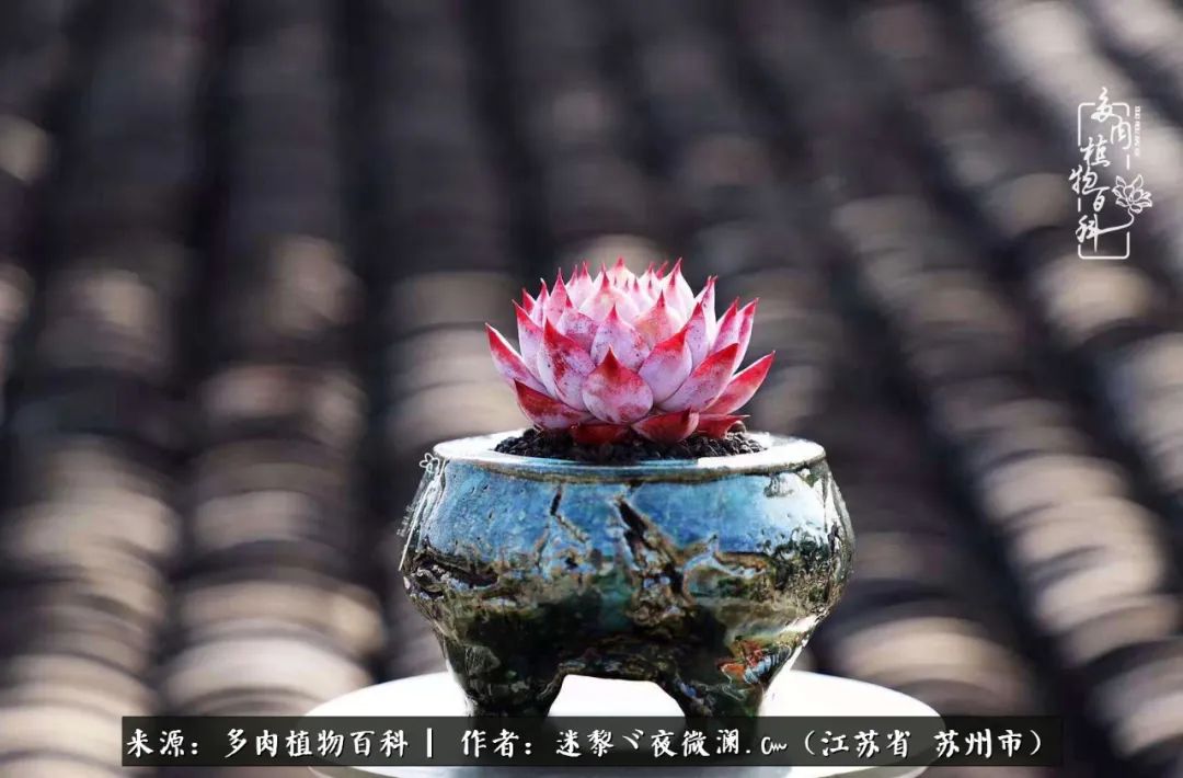 围观多肉版武林大会，一起穿越吧,下