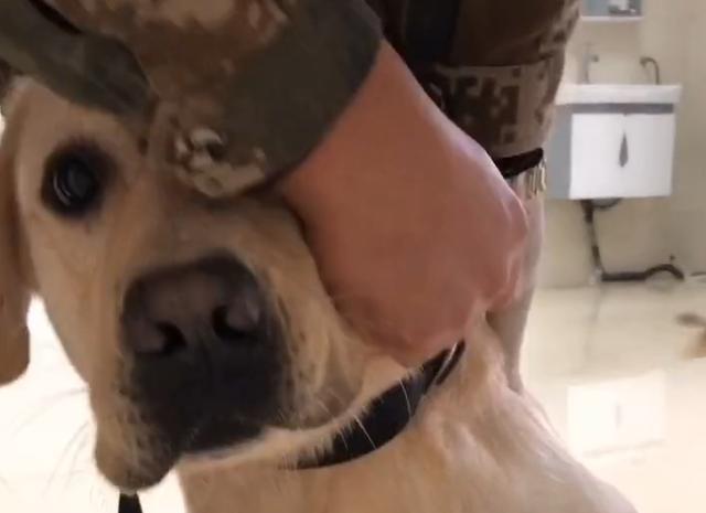 搜救犬打疫苗搞笑视频,搜救犬看医生视频