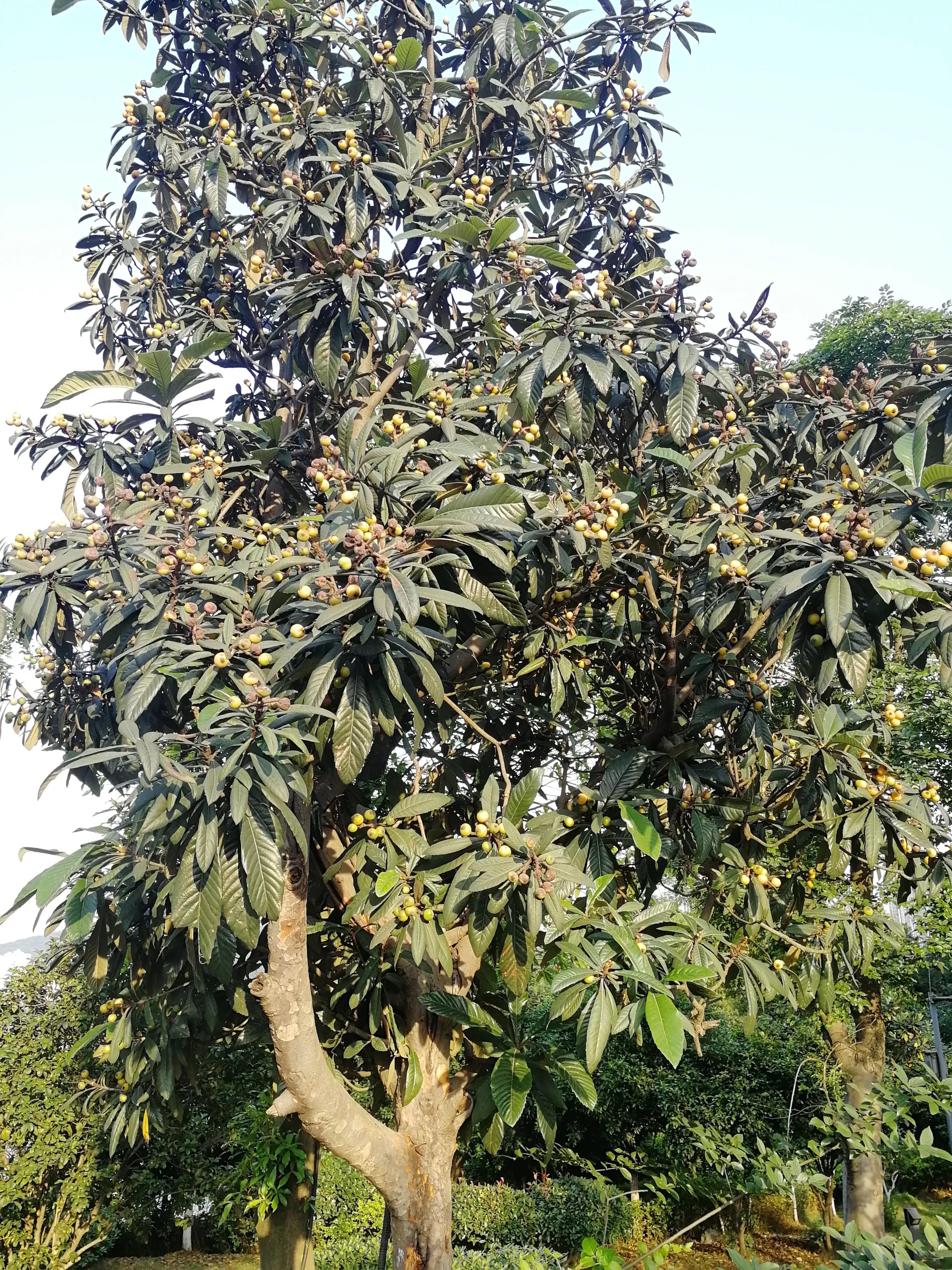 长沙梅溪湖,长沙梅溪湖步步高