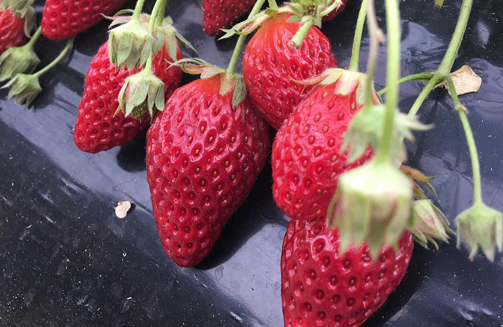 27万吃顿高档“盒饭”！日本富豪们如何享受美食？