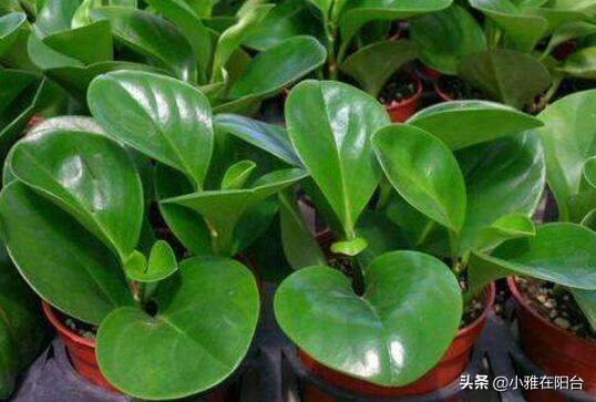 养碧玉叶子上可以喷水吗,养碧玉能养成独棵老桩吗