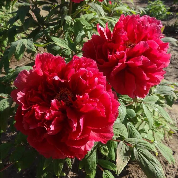 奶奶的牡丹院：牧雷（四十）