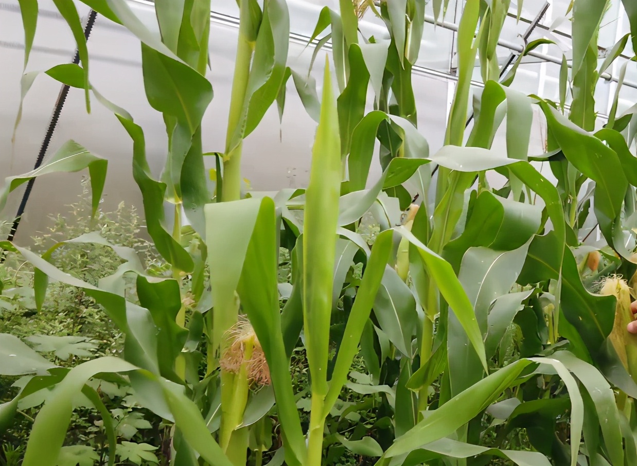 掌握好技巧，玉米喷施叶面肥很简单，省工又增产