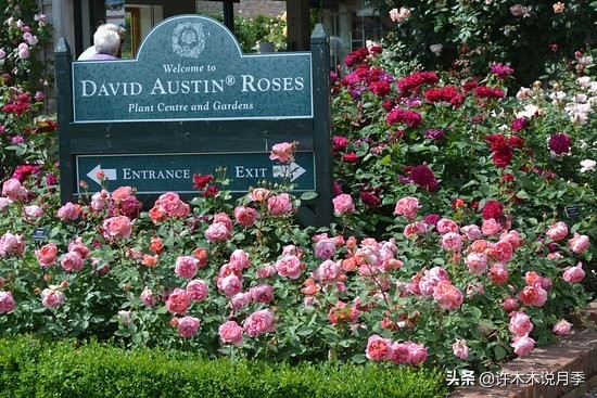种了月季遇到下雨会不会淹死,月季被尿浇死怎么补救