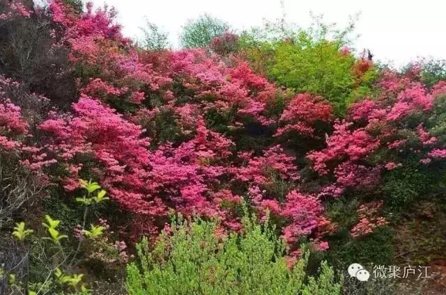 庐江乐桥岱尔山景区,庐江矾山有哪些景区