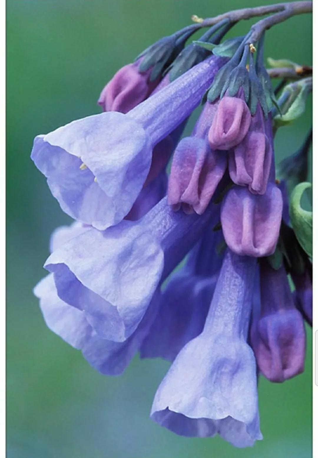 芳踪难觅濒危花!清新治愈篇:沙漠高原是吾家,豹子花的春天来了
