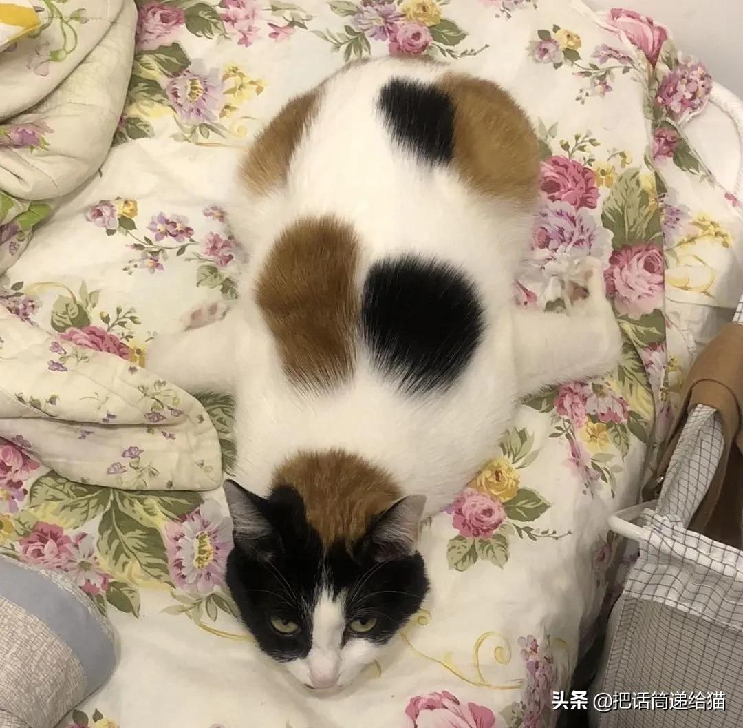 求助！我的猫以为自己是我妈怎么办？