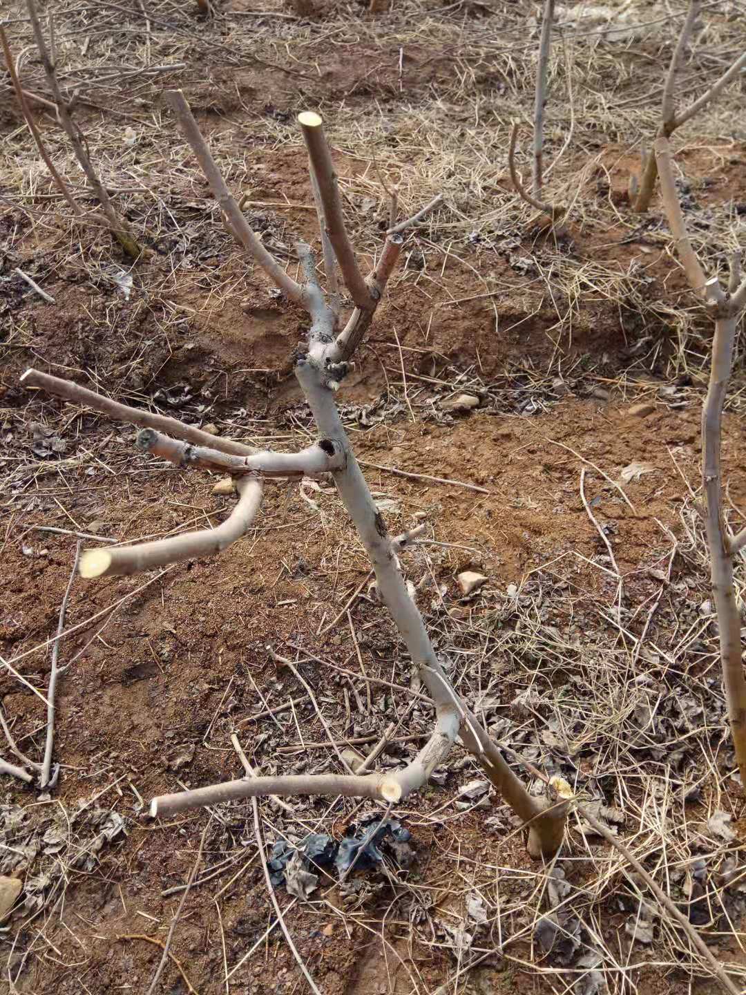 桑树春季修剪时间和方法,桑树施肥管理技术视频