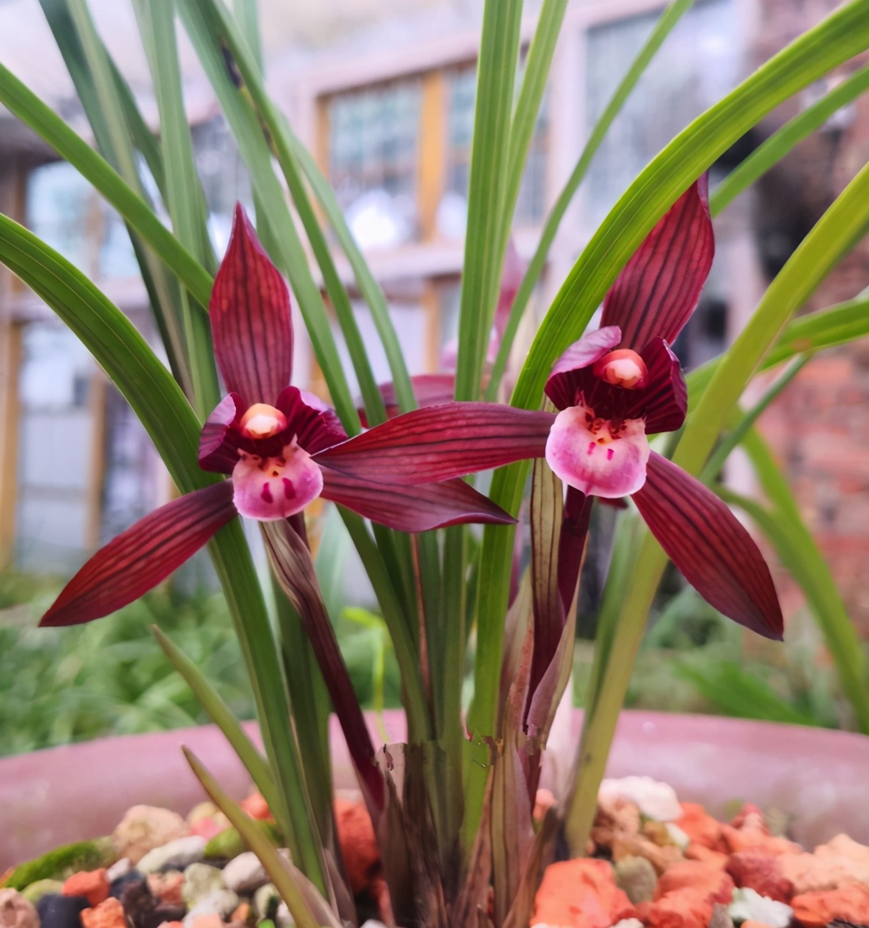 开花多且香的兰花推荐,绿色开花很香的兰花有哪些