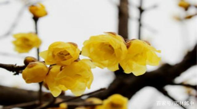 冰天腊梅,冰天的梅花