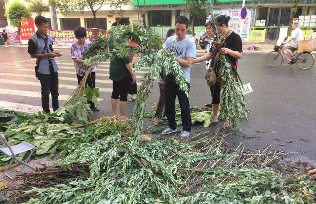 在地里烧秸秆害虫烧死一大半,在山里砍竹子用的蚊香