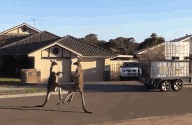 袋鼠不锻炼都有肌肉,袋鼠不做力量训练