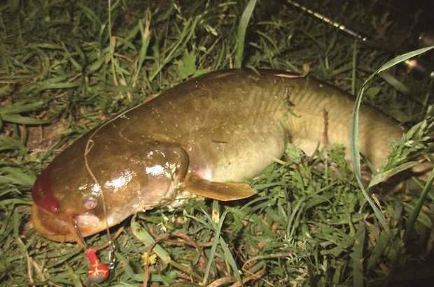 野钓大鲶鱼技巧及方法,野钓鲶鱼最佳方法