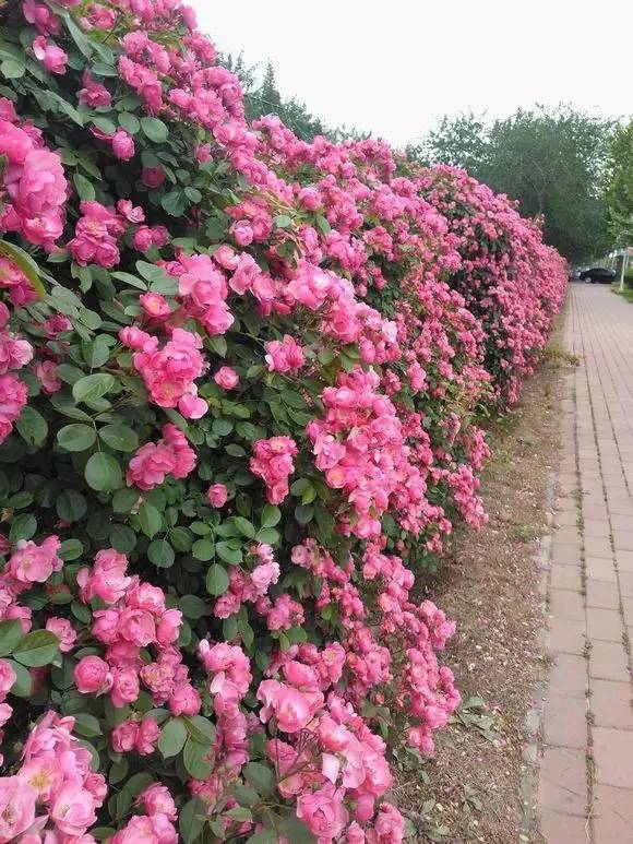 爬藤月季3年苗,2米左右的花墙种哪种爬藤月季