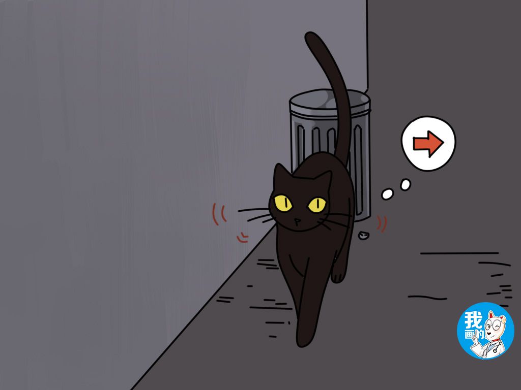 辟谣猫咪并非黑夜都能看得清,为什么猫咪的胡须不能剪