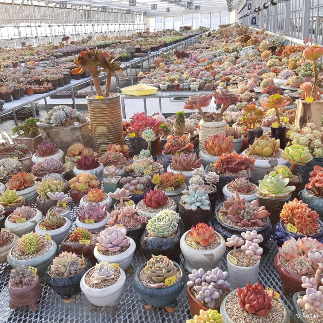 韩国大棚多肉,肉叔带你走遍韩国多肉大棚