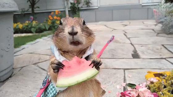 超可爱动物吃播治愈70万人，仓鼠、小熊猫、鹦鹉萌翻全网