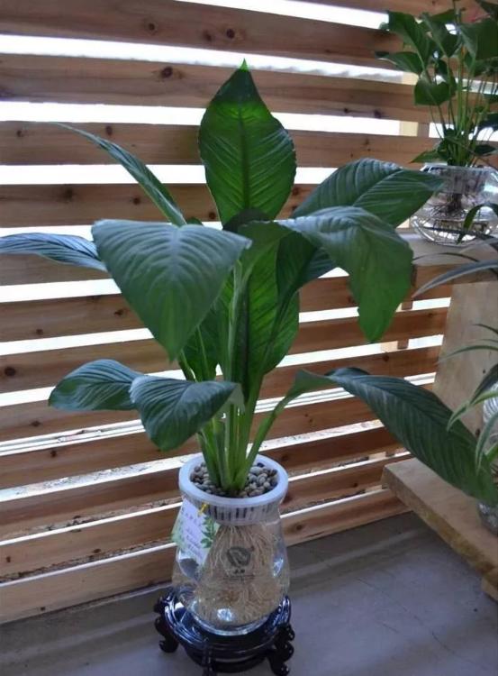 南京市园林局最新发布的室内植物甲醛吸收能力排行榜