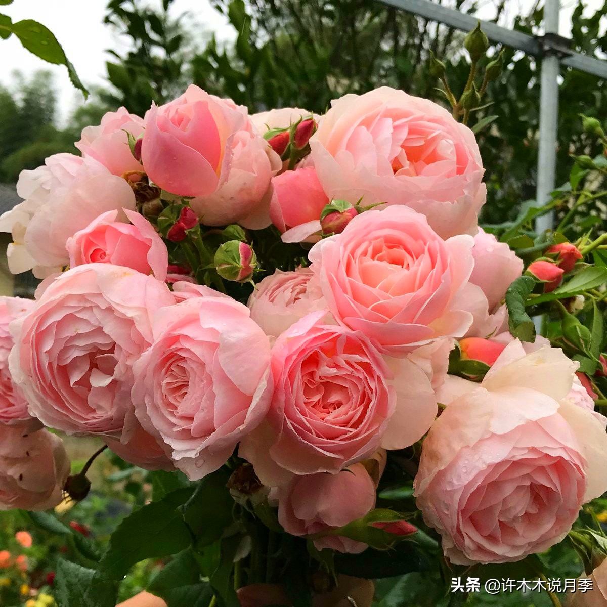 月季品种大全怎样养好月季,月季哪个品种好养一点