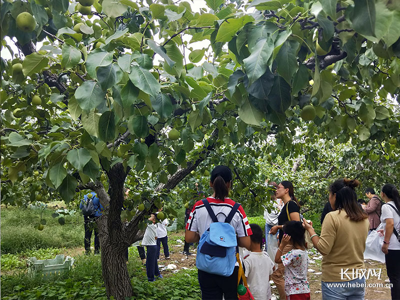河北晋州特级甜鸭梨,河北百年老梨树鸭梨