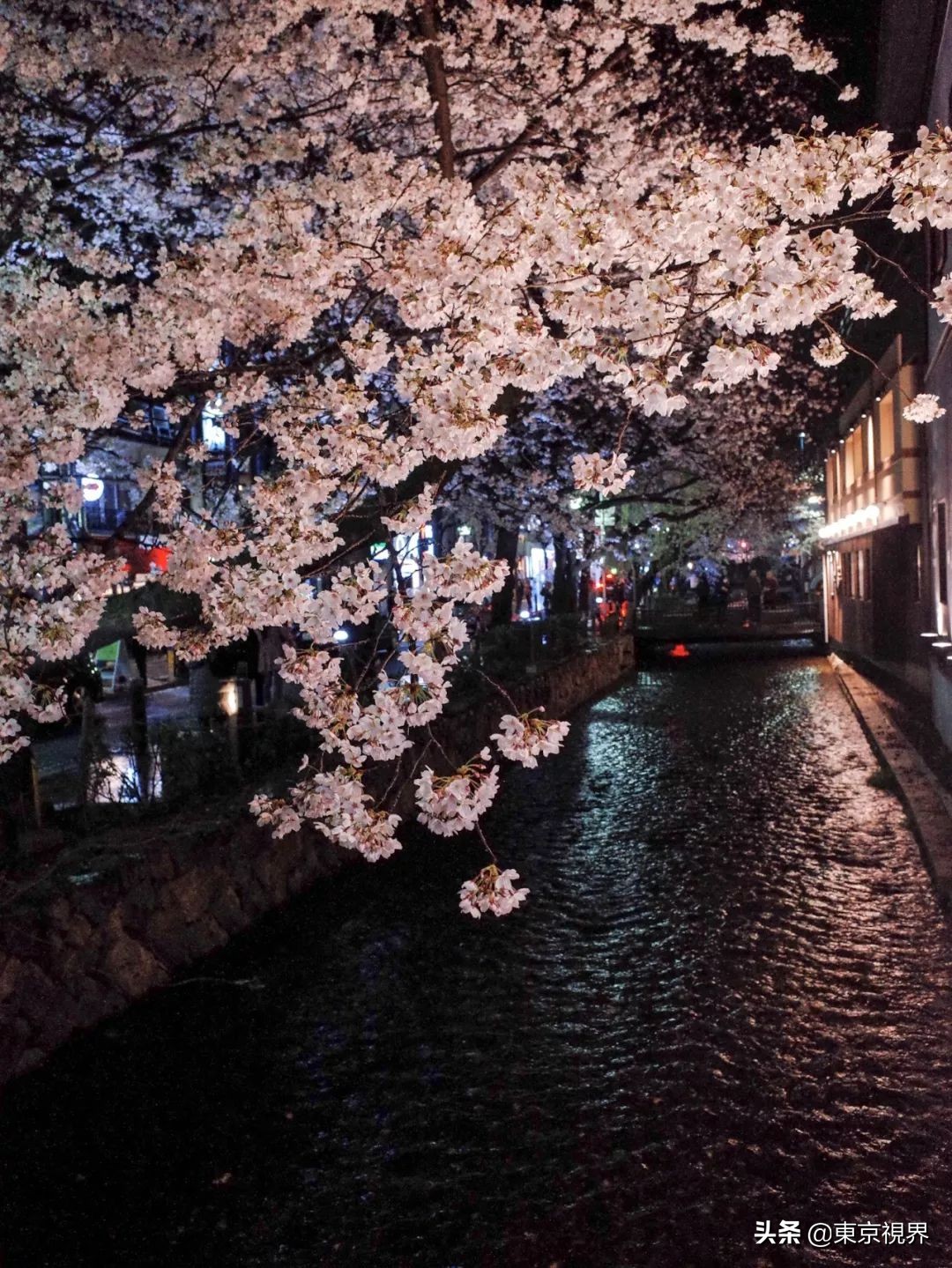 我在京都，攒下一整个春日的绝美樱色送给你。