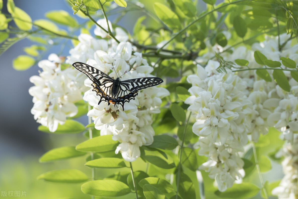 善良的人都很晚熟,本性善良的人晚熟