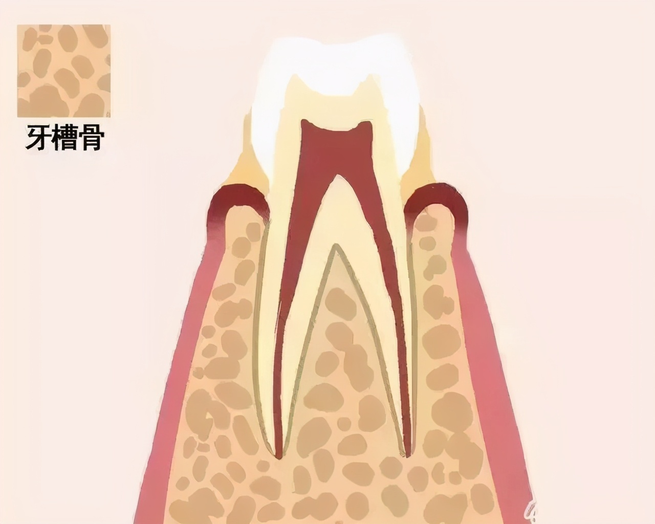 人到中年没能逃过发福和脱发,人到中年逃不过脱发和发福