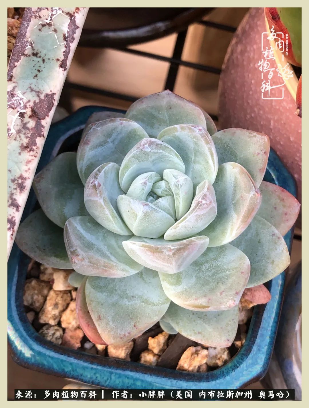 多肉小白入坑攻略,多肉小白2个月成功入坑