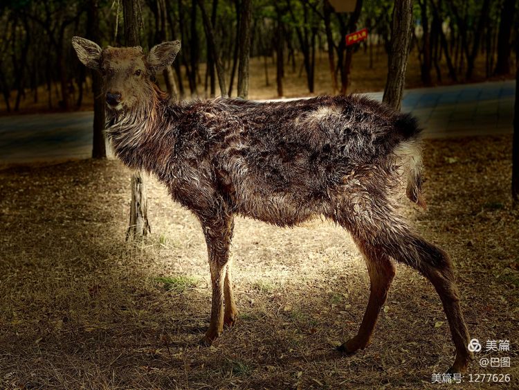 洛阳市宜阳凤凰岭射箭,宜阳县凤凰岭体育基地
